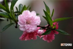 【繁殖】绯桃的繁殖方式有哪些？