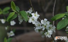 【花盆】梨花盆栽的盆栽方法有哪些？