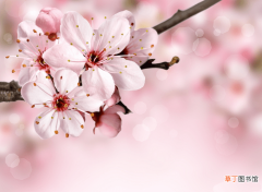 【樱花】樱花代表含义有哪些？