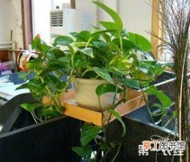 【室内】能净化空气的室内植物有哪些？