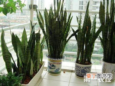 【寓意】养在家里寓意好又能净化空气的室内植物有哪些？