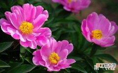 【花期】芍药花的花期养护有哪些？