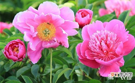 【花期】芍药花的花期养护有哪些？