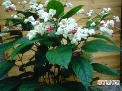 【盆栽】家庭盆栽龙吐珠花的养殖方法有哪些？