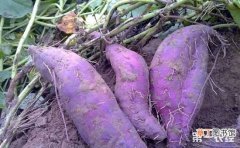 【种植】紫薯种植的田间管理技术有哪些？