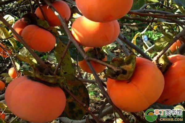 【盆景】柿子树盆景的制作方法及步骤有哪些？