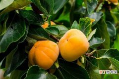 【种植方法】柿子树种植方法有哪些？