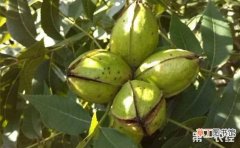 【种植】碧根果的高产种植技术有哪些？