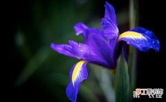 【花卉】10种常见花卉植物所代表的性格介绍有哪些？