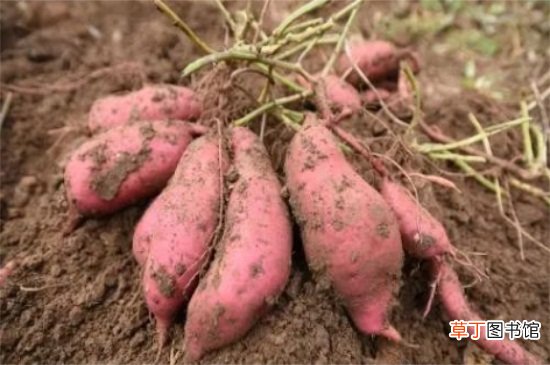 【种植】红薯的种植要点有哪些？