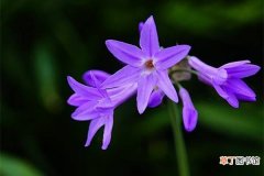 【养殖方法】紫娇花的养殖方法和注意事项有哪些？