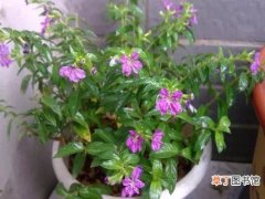 【养殖方法】紫萼距花的养殖方法有哪些？