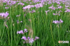 【花期】紫娇花什么时候开花有哪些花期养护方法？