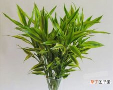 【富贵竹】水培的富贵竹叶子发黄的原因有哪些？