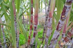 【虫害】甘蔗的虫害防治有哪些？