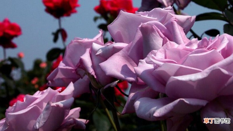 【玫瑰花】种植玫瑰花注意事项有哪些？