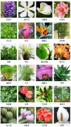 【水培】70种适合水培的植物品种大全有哪些？