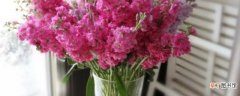 【花】紫罗兰鲜切花能养几天有哪些注意事项？