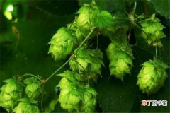 【花】啤酒花的病虫害防治有哪些？