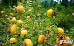 【种植】刺梨种植的果园管理技术有哪些？
