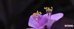 【花】紫罗兰鲜切花养护方法有哪些？