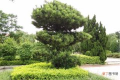 【树】绿化树品种有哪些？