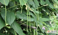 【高产】豇豆的高产种植技术有哪些？