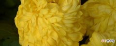 【凉性】菊花属于凉性吗有哪些生长习性？