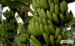【繁殖】香蕉的繁殖方法有哪些？