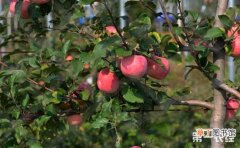 【种植】苹果树种植的花果管理技术有哪些？