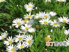 【养殖】白晶菊冬天养殖的禁忌有哪些？
