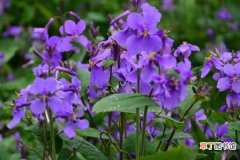 【兰花】紫罗兰花的养殖方法有哪些？