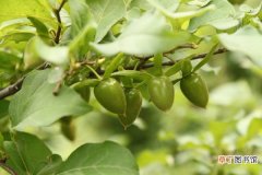 【繁殖】乌柿的繁殖方式有哪些？