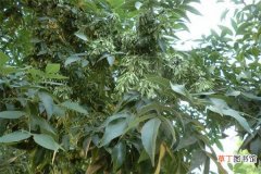 【病虫害】白蜡树的病虫害防治有哪些？