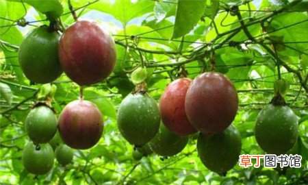 【种植】阳台种植百香果的方法有哪些？