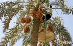 【种植】椰枣树种植技术有哪些？