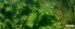 【草本植物】水生草本植物有哪些？