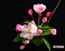 【海棠花】海棠花什么时候开，农历3月到5月/一年只开一次花