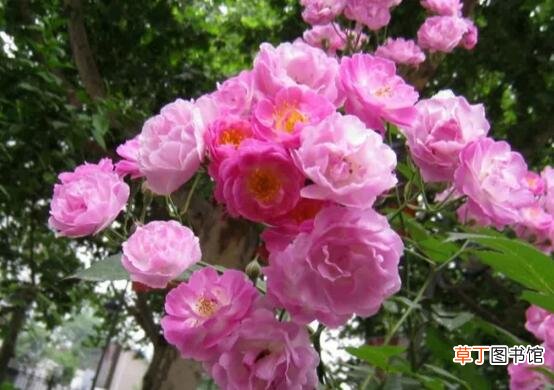 【花盆】蔷薇花盆栽如何养，注意九个要点养出美丽的蔷薇花