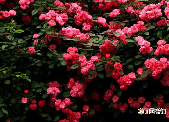 【花盆】蔷薇花盆栽如何养，注意九个要点养出美丽的蔷薇花