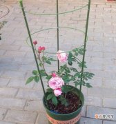 【养护方法】蔷薇花养护方法