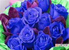 【浪漫】蓝色妖姬19朵代表什么，浪漫永恒的蓝色爱恋
