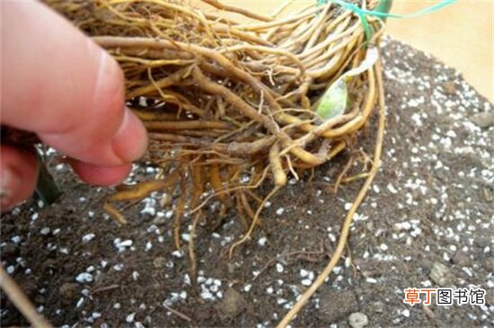 【铁线莲】铁线莲根怎样栽种，4个步骤栽种根须