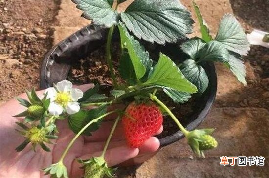 【爆盆】草莓爆盆方法，薄肥勤施光照充足