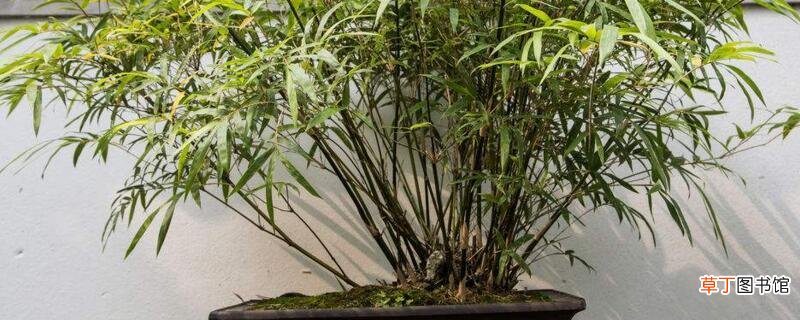 【盆栽】家里怎么养盆栽竹子