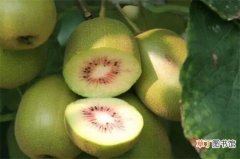 【水果】猕猴桃是寒性水果吗，是且不能一次性多吃