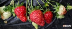 【季节】草莓在什么季节成熟