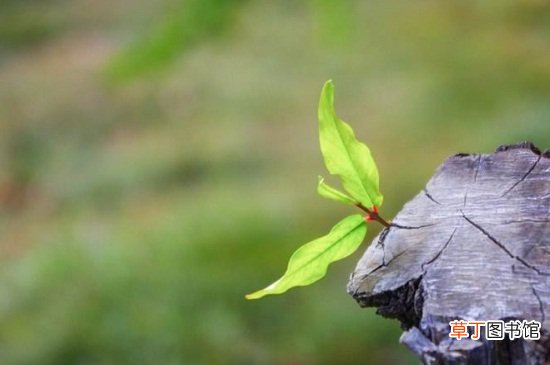 【方法】幸福树桩发芽方法，4种方法使其快速发芽