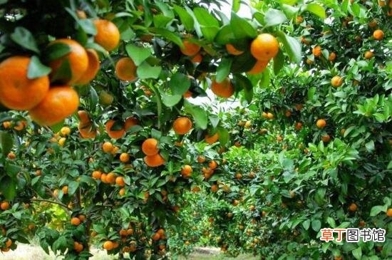 【种植】橙子种植三年苗几年可挂果