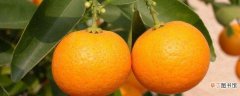 【种植】橙子怎么种植小盆栽